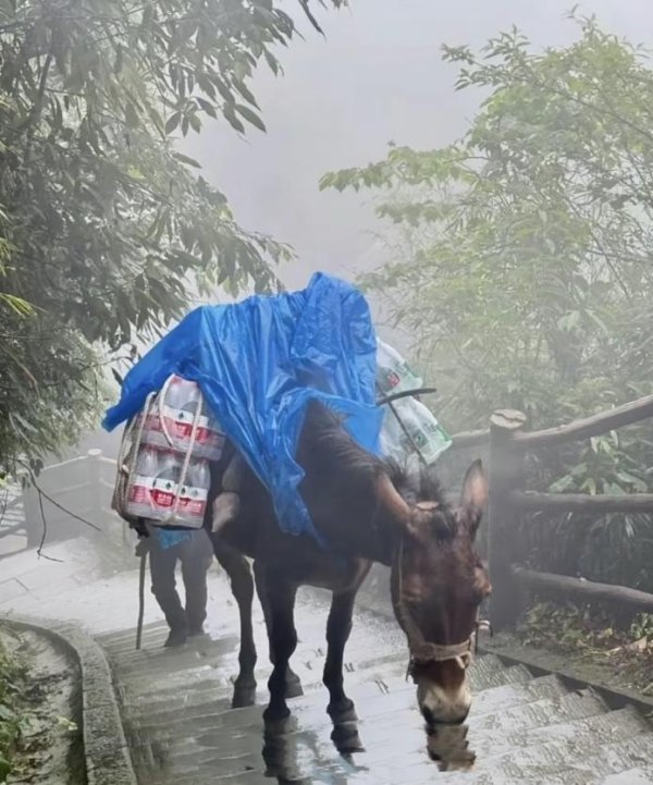 申银证券 峨眉山景区回应骡子驮货争议：涉及当地民生，已限重并引入无人机，向泰山学习机器狗托运